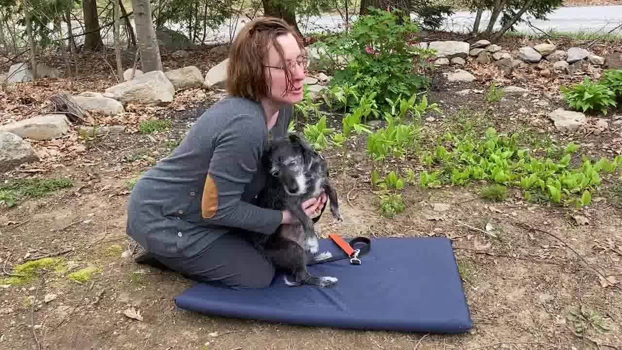 how to make a dog poop instantly? Pluto Pet Clinics