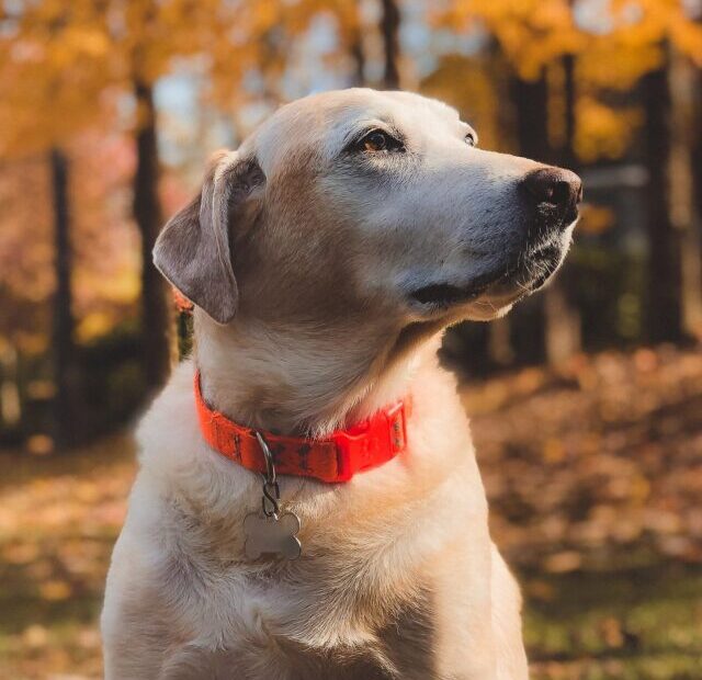 6 Question To ask Before getting A Labrador